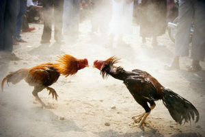 Boj z divjimi živalmi: fatal fotografije Boj z divjimi živalmi: fatal fotografije